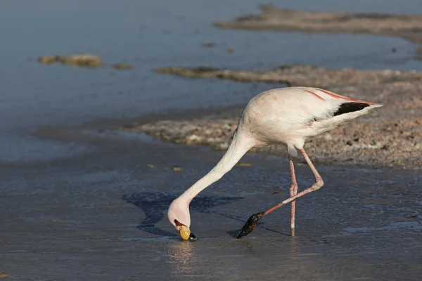 Närbild av en Andinska Flamingo — Stockfoto