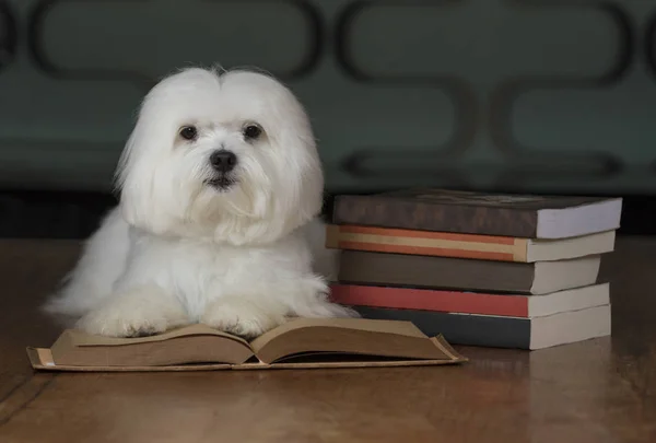Χαριτωμένος μαλτέζικη Μάλτα σκυλί με βιβλία — Φωτογραφία Αρχείου