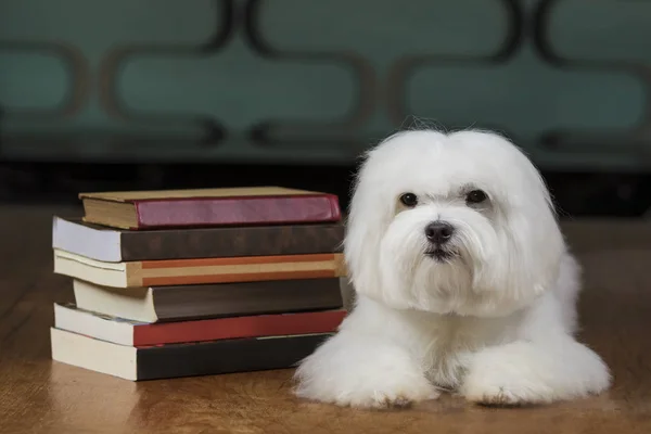 Adorable maltese dog with books