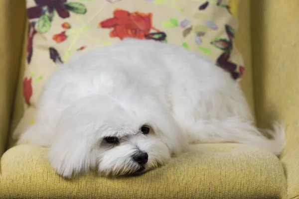 Lindo perro maltés acostado en un sofá — Foto de Stock