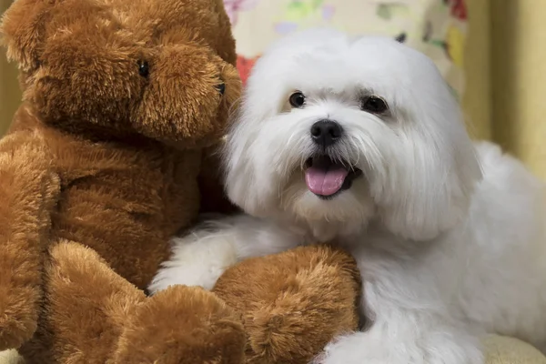 Weißer maltesischer Hund mit einem niedlichen Teddybär — Stockfoto