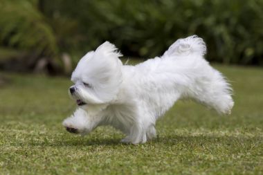Bahçede oynayan köpek 