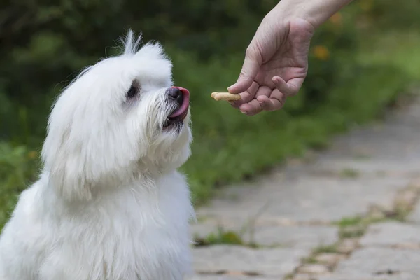 Hond krijgt een traktatie — Stockfoto