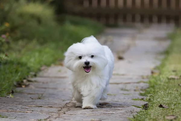 Chien jouant dans le jardin — Photo