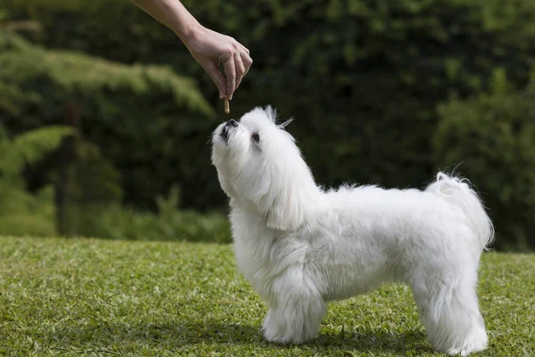 Dog getting a treat — Stock Photo, Image