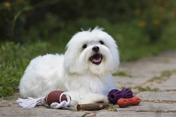 Perro con juguetes — Foto de Stock