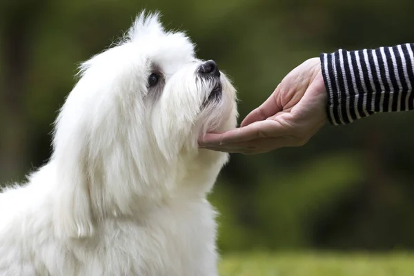 Perro maltés blanco acariciado por su dueño — Foto de Stock