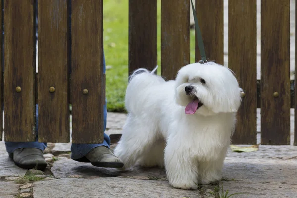 Cão indo para um passeio / Cão maltês branco pronto para ir para um passeio com o proprietário — Fotografia de Stock