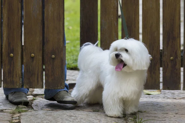 Perro dando un paseo / Perro blanco maltés listo para dar un paseo con el dueño — Foto de Stock