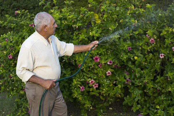 Senior man watering the garden with hose