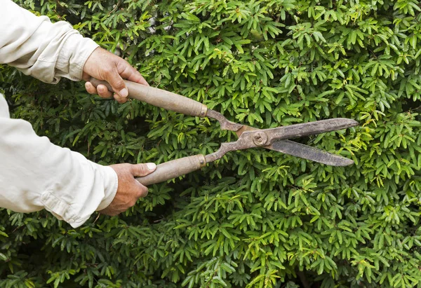 Nahaufnahme der Hände beim Schneiden einer Hecke — Stockfoto