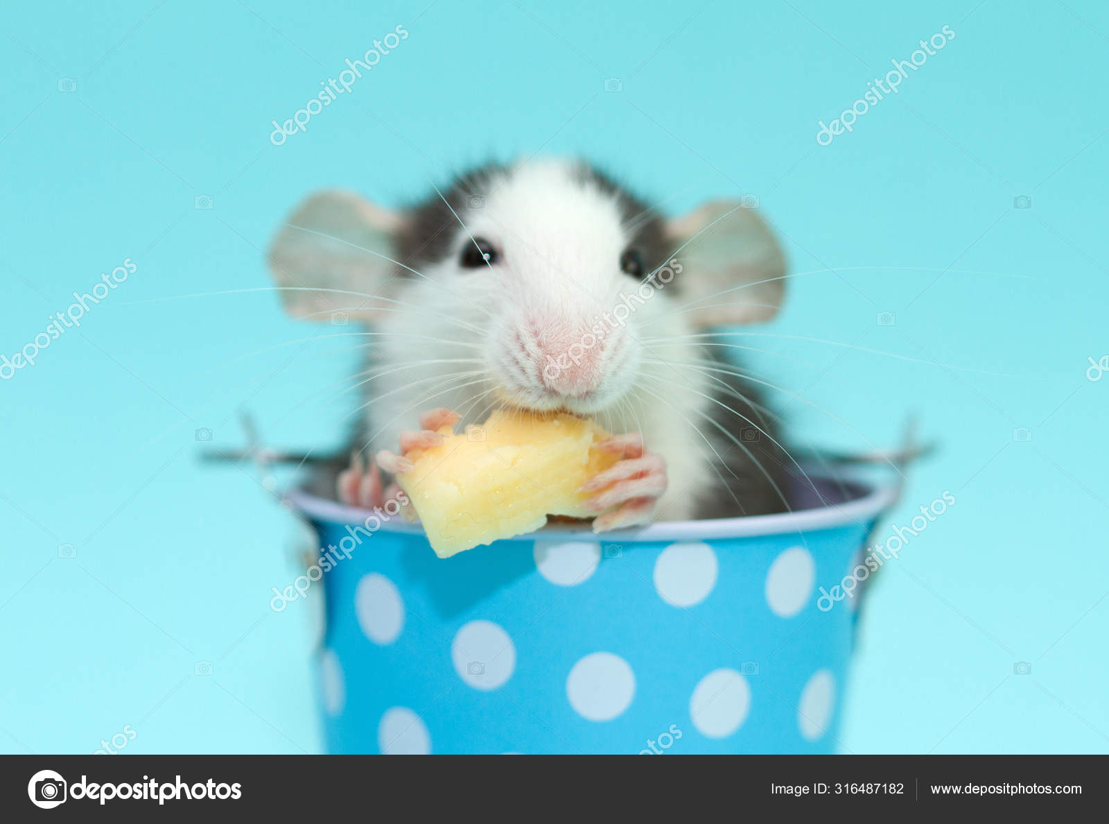 Cute Rat Blue Small Bucket Eating Cheese Stock Photo by ©fotka ...