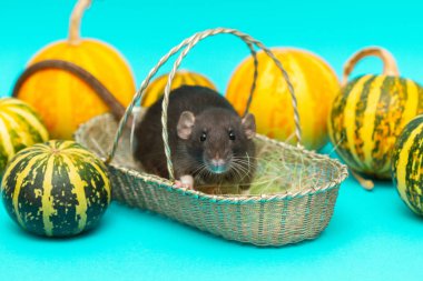 Siyah tüylü fare 2020 'nin bir sembolüdür. Hayvan hasır bir sepette oturur. Mavi arka planda dekoratif balkabakları var.