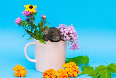 Küçük siyah sıçan 2020 'nin bir sembolü. Hayvan sonbahar çiçekleriyle pembe bir fincanda oturur. Mavi arkaplanda kompozisyon.