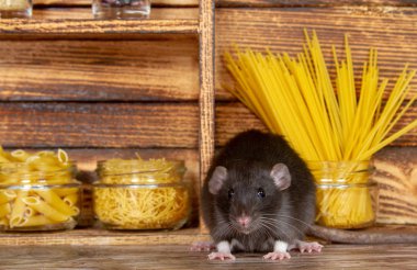 Siyah tüylü fare 2020 'nin bir sembolüdür. Hayvan ahşap bir evde oturuyor. Raflarda makarna ve mısır gevreği olan bankalar var. Peynir çiğneyen bir fare. 