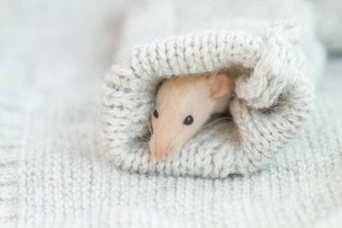 Süveter kollu sevimli fare.