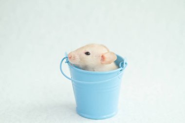 Mavi dekoratif metal kovada küçük beyaz bir fare. Fare, burçlara göre 2020 'nin sembolü..