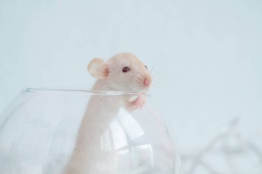 Şeffaf, yuvarlak vazoda küçük beyaz bir fare. Fare, burçlara göre 2020 'nin sembolü.