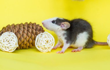 Sarı arka planda doğal süslemeleri olan sevimli bir fare.