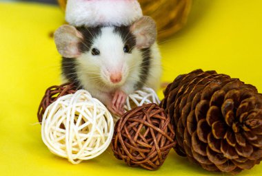 Sarı arka planda Noel şapkası ve süslemeleri olan sevimli bir fare.