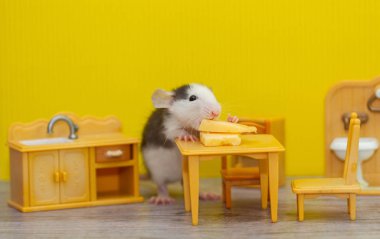 Küçük dekoratif gri bir fare, çocukların oyuncak odasında peynir kemiriyor. Fare 2020 'nin sembolü.