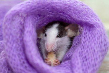 Şirin, küçük bir fare örgü örmüş mor bir eşarp yiyor.