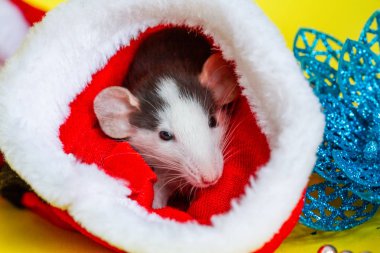 Kırmızı yeni yıl şapkalı küçük gri fare. Noel kompozisyonu. Yılın sembolü faredir..