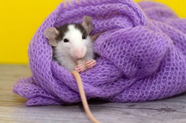 Şirin, küçük bir fare örgü örmüş mor bir eşarp yiyor.