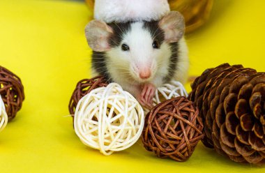 Sarı arka planda Noel şapkası ve süslemeleri olan sevimli bir fare.