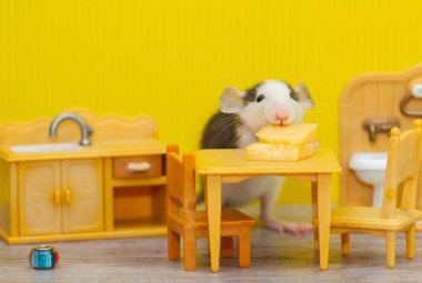 Küçük dekoratif gri bir fare, çocukların oyuncak odasında peynir kemiriyor. Fare 2020 'nin sembolü.