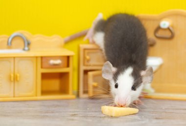 Küçük dekoratif gri bir fare, çocukların oyuncak odasında peynir kemiriyor. Fare 2020 'nin sembolü.