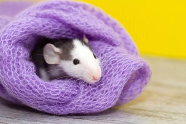 Mor eşarplı şirin bir fare.