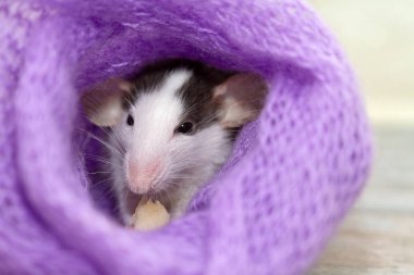 Şirin, küçük bir fare örgü örmüş mor bir eşarp yiyor.