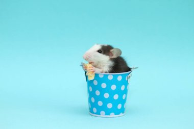 Küçük mavi kovada peynir yiyen sevimli fare.