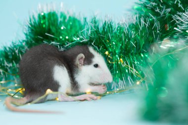 Tüylü Noel süslemeleri ile fare yemek 