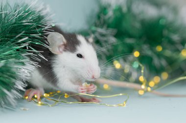 Tüylü Noel süslemeleri ile fare yemek 