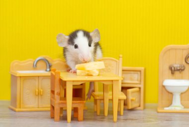 Küçük dekoratif gri bir fare, çocukların oyuncak odasında peynir kemiriyor. Fare 2020 'nin sembolü.