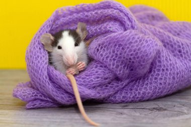 Şirin, küçük bir fare örgü örmüş mor bir eşarp yiyor.