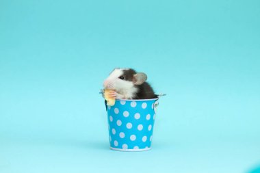 Küçük mavi kovada peynir yiyen sevimli fare.