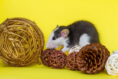 Küçük tüylü sıçan - 2020 'nin bir sembolü sarı arka planda duruyor. Yanında Noel ağacı konileri ve dekoratif toplar var. Fare yılı yıldız falına göre