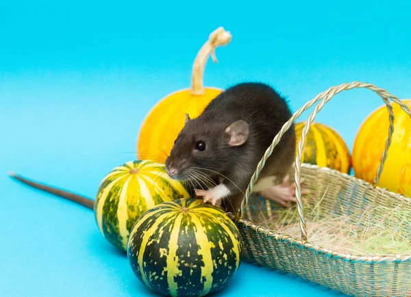 Black Fluffy Rat Symbol 2020 Animal Sits Wicker Basket Nearby — Stock Photo, Image