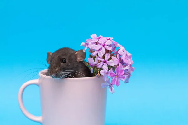 Den Lilla Svarta Råttan Symbol För 2020 Djuret Sitter Rosa — Stockfoto