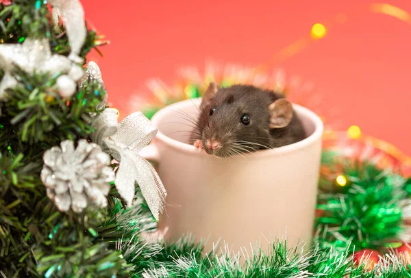 Kis Fekete Patkány 2020 Szimbóluma Állat Egy Rózsaszín Pohárban Újévi — Stock Fotó