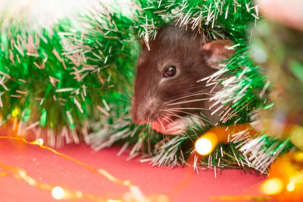 红色背景上的黑鼠 五彩缤纷的新年树和灯火通明 — 图库照片