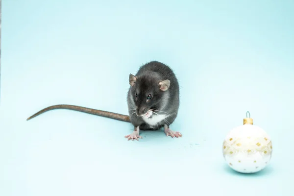 Una Pequeña Rata Negra Esponjosa Sienta Sobre Fondo Azul Con — Foto de Stock