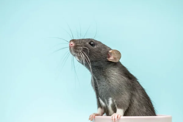 Kleine Flauschige Ratte Sitzt Einer Tasse Auf Blauem Hintergrund Die — Stockfoto