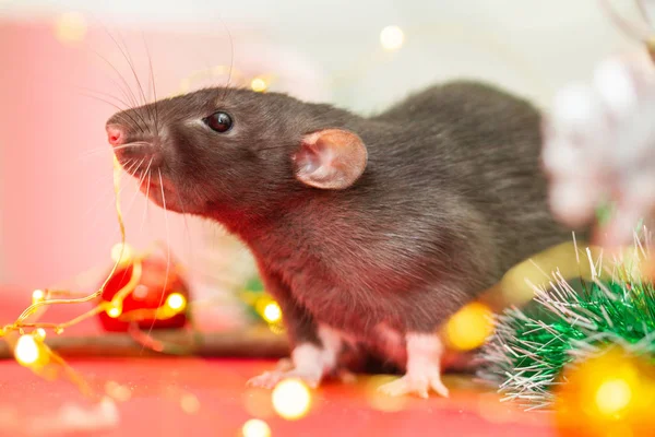 Rat Noir Sur Fond Rouge Nouvel Arbre Lumières Festives Lumineuses — Photo