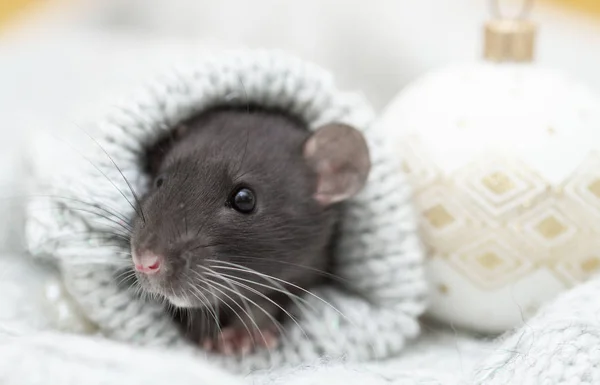 Rato Fofo Preto Símbolo 2020 Animal Está Sentado Manga Uma — Fotografia de Stock