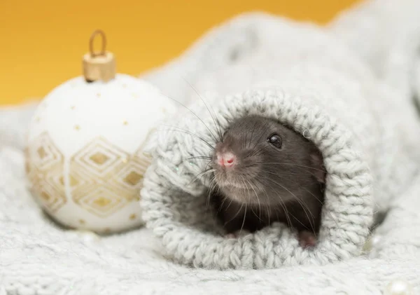 Rata Peluda Negra Símbolo 2020 Animal Está Sentado Manga Suéter — Foto de Stock