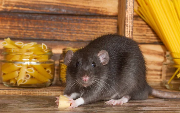 Ratto Nero Soffice Simbolo Del 2020 Animale Seduto Una Casa — Foto Stock